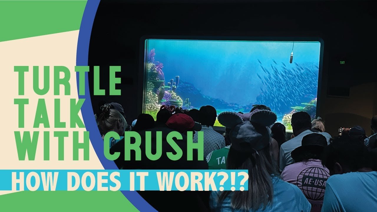 Decoding How Turtle Talk With Crush Works – Guide