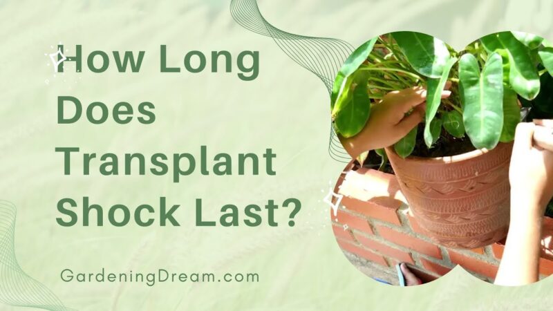How Long Does Transplant Shock Last: Expert Insights